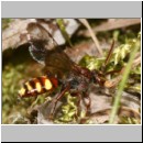Nomada flava  - Wespenbiene w26.jpg